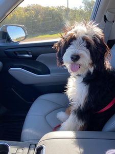 F1 Mini Bernedoodle Charley of Bailey & Goose